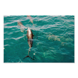 Dana Point Fotodruck