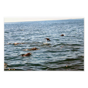 Dana Point Fotodruck