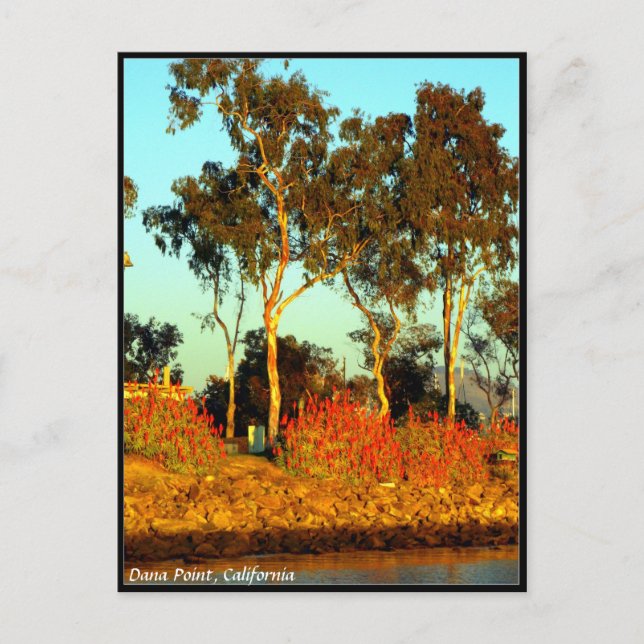 Dana Point Postcard Postkarte (Vorderseite)