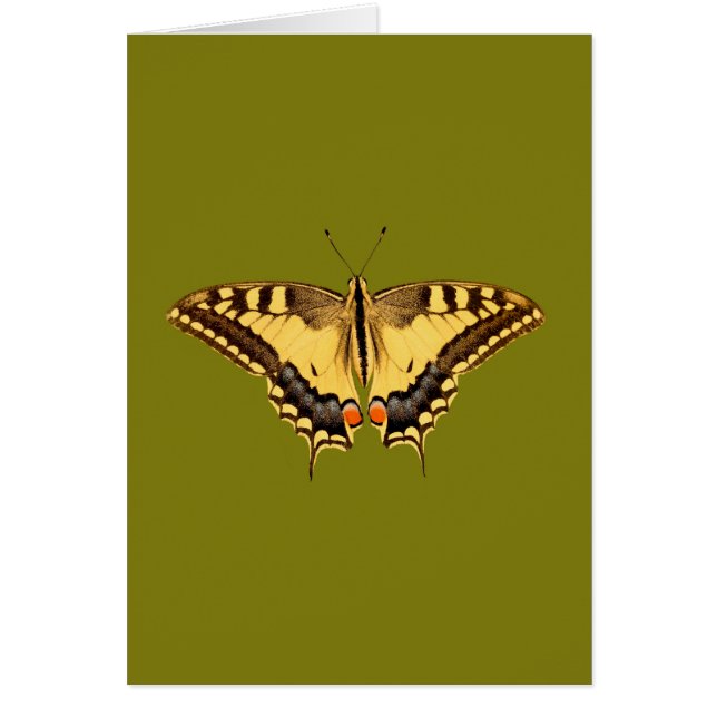 Dancing Butterfly (Vorne)