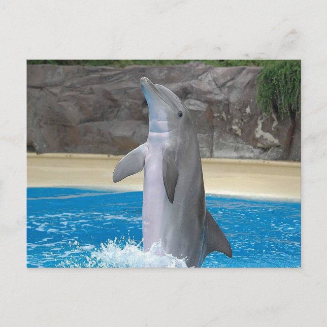 Dancing Dolphin Post Card Postkarte (Vorderseite)