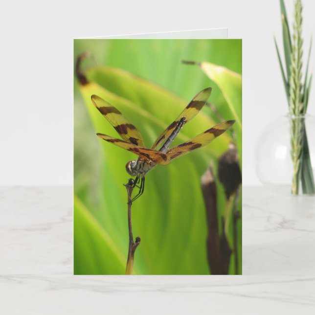 Dancing Dragonfly-Grußkarte Karte (Vorderseite)