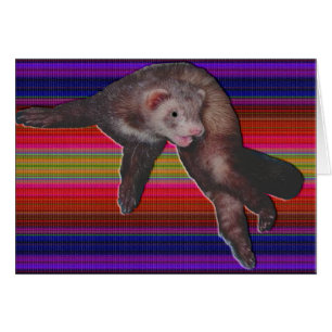 Dancing Ferret