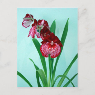 Dancing Ladys Orchids Postkarte