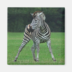 Dancing Zebra-Magnet Magnet