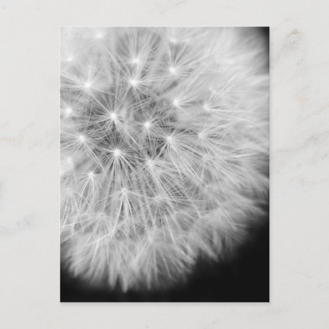 Dandalion Postkarte (Vorderseite)