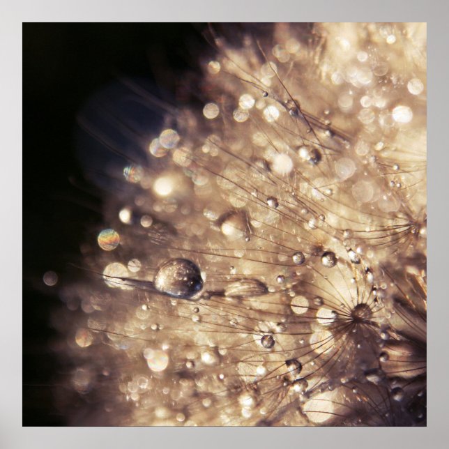 Dandalion Samen mit Tropfen in goldenem Licht Poster (Vorne)