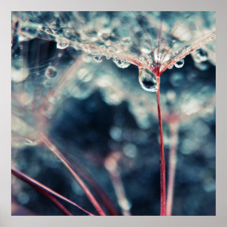 Dandalion Seeds with Drops Macro Abstrakt Poster