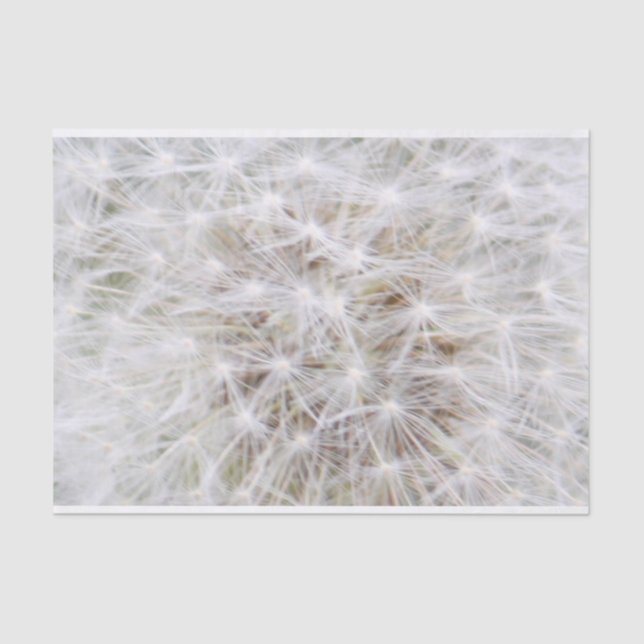 Dandelion 9668 seidenpapier (Vorderseite)