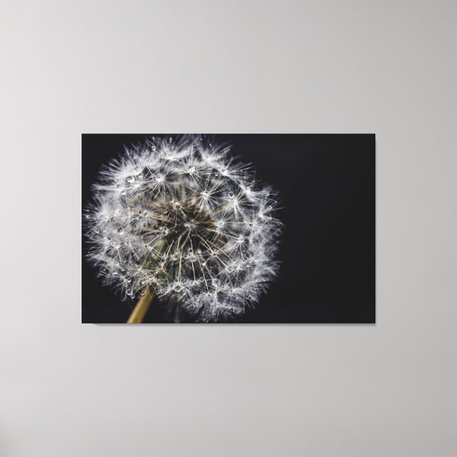 Dandelion Art Print Leinwanddruck (Vorderseite)
