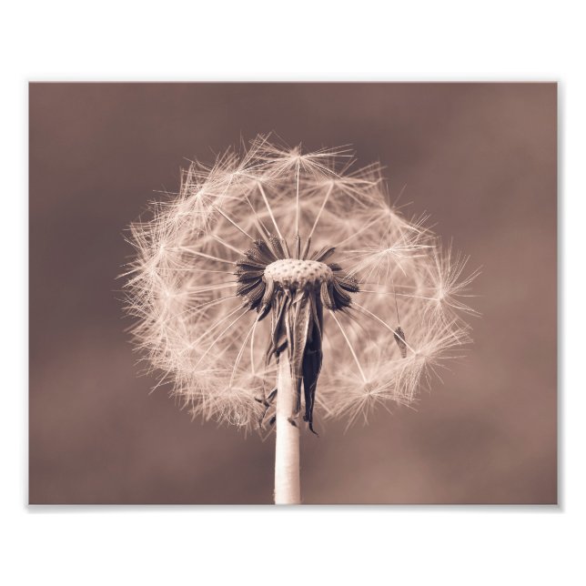 Dandelion Blowball Closeup Sepia Fotodruck (Vorne)