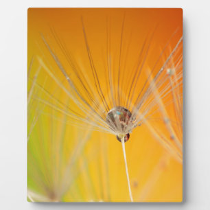 Dandelion blüht Blume Destiny Peace Liebe Art Fotoplatte