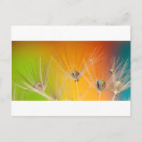Dandelion blüht Blume Destiny Peace Liebe Art