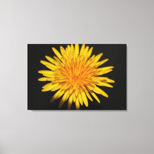 Dandelion Blume 36x24 (90x60cm) waccna Leinwanddruck (Vorderseite)