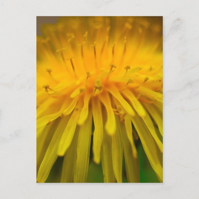 Dandelion-Blume | Floral und Makrofotografie Postkarte (Vorderseite)