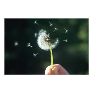 Dandelion-Blume Fotodruck