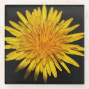 Dandelion-Blume Glasuntersetzer