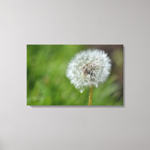 Dandelion-Blume Leinwanddruck