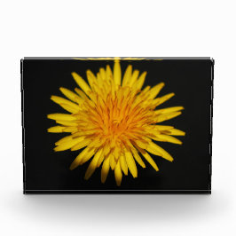 Dandelion-Blume pbcnm Fotoblock