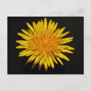 Dandelion Blume pccna Postkarte