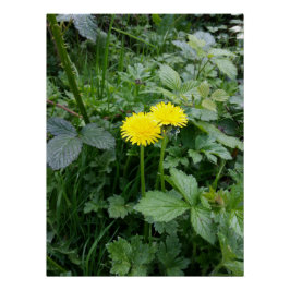 Dandelion-Blume Poster