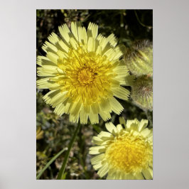 Dandelion-Blume Poster