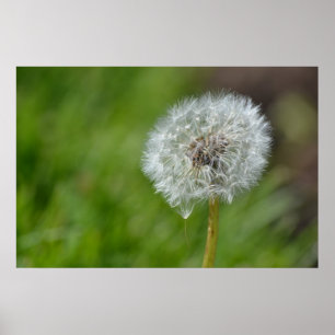 Dandelion-Blume Poster
