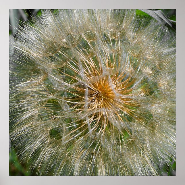 Dandelion-Blume Poster (Vorne)