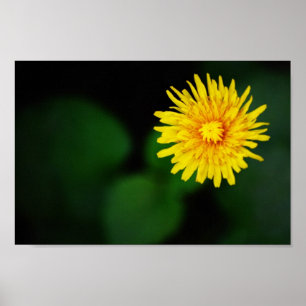 Dandelion Blume Poster