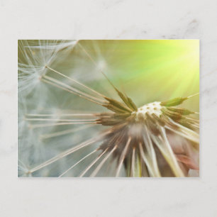 Dandelion-Blume Postkarte