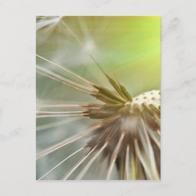 Dandelion-Blume Postkarte (Vorderseite)
