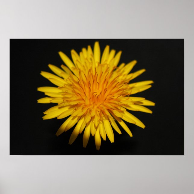 Dandelion Blume wapcn Poster (Vorne)