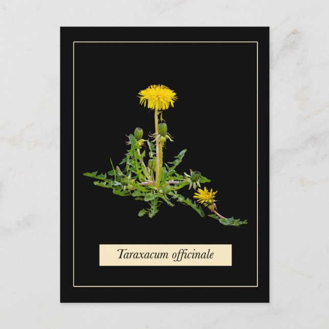 Dandelion botanical postkarte (Vorderseite)