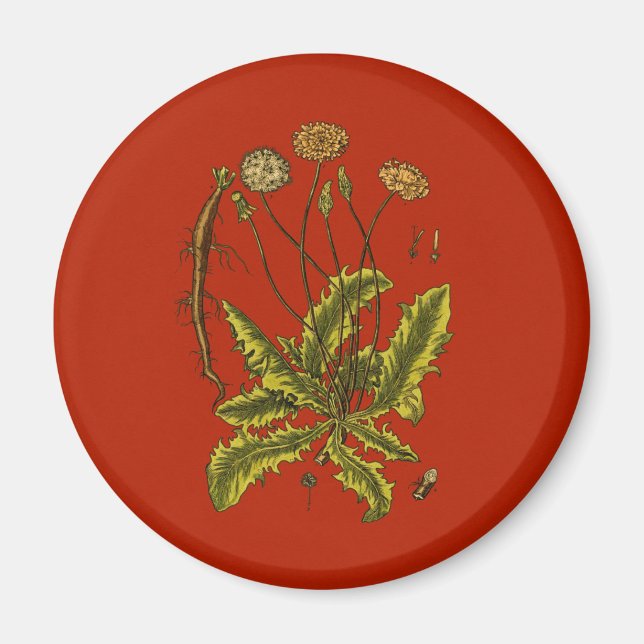 Dandelion Botanische Illustration Magnet (Vorne)