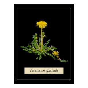 Dandelion botanisches Glossy Poster