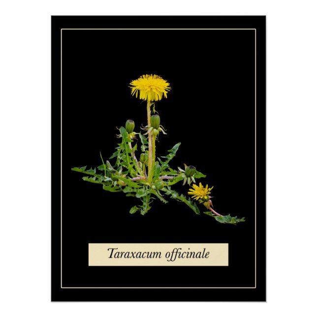 Dandelion botanisches Glossy Poster (Vorderseite)