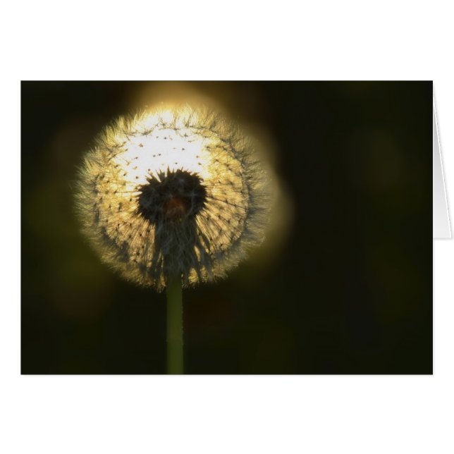 Dandelion Bulb (Vorderseite (Horizontal))