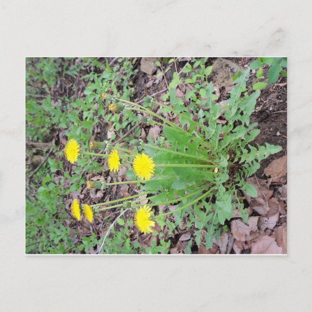 Dandelion Bundle Postkarte (Vorderseite)