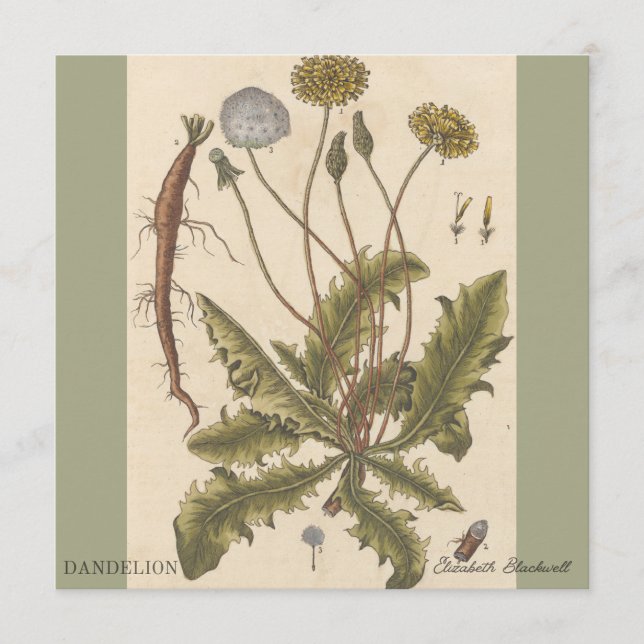 Dandelion by Elizabeth Blackwell (Vorderseite)