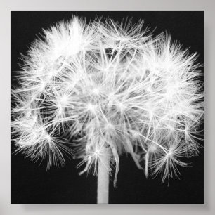 Dandelion Canvas Print Poster