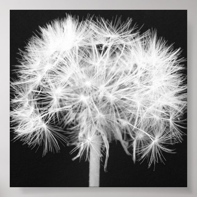 Dandelion Canvas Print Poster (Vorne)