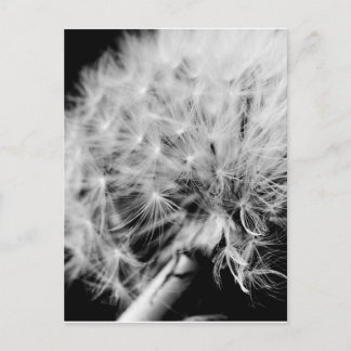 Dandelion Clock Postkarte