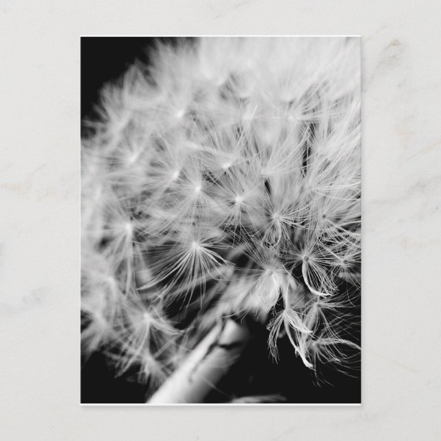 Dandelion Clock Postkarte (Vorderseite)