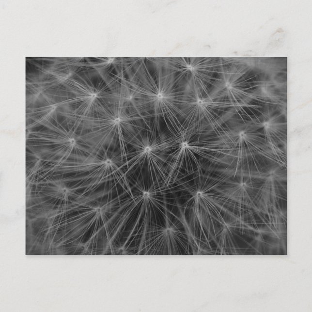 Dandelion Constellation Postkarte (Vorderseite)
