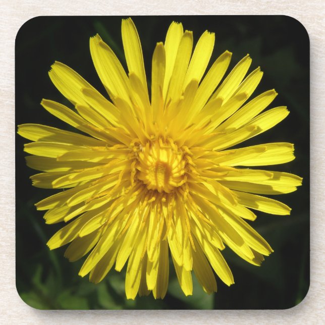Dandelion Cork Untersetzer (Vorderseite)