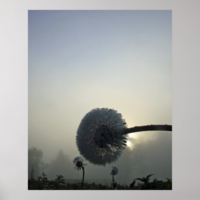 Dandelion Dawn Poster (Vorne)