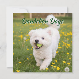 Dandelion Days Karte