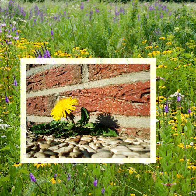 Dandelion, der durch Landscaping Rock wächst Postkarte (Von Creator hochgeladen)