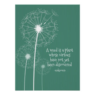 Dandelion Design Poster