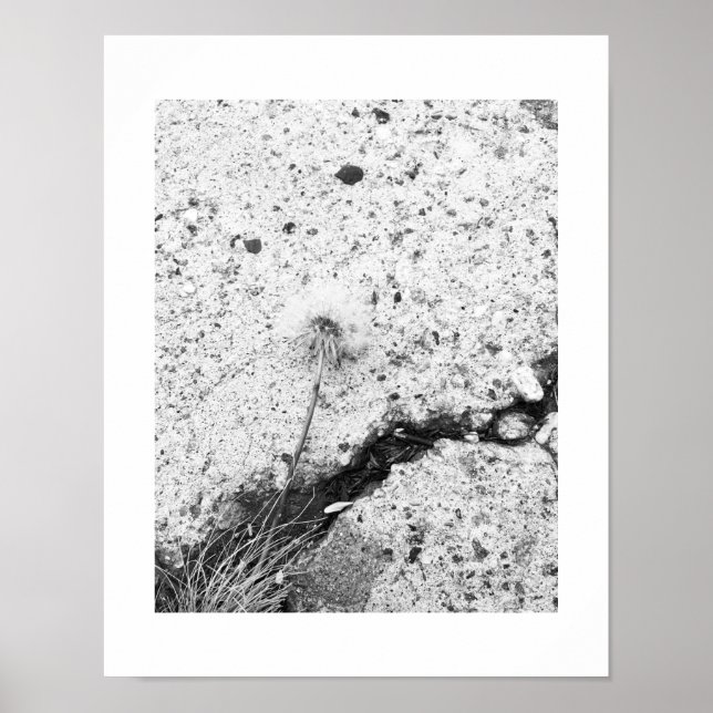 Dandelion Dreams Black and White Fotograf Poster (Vorne)